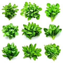 Obraz premium Fresh Green Leaves Collection of Various Leafy Vegetables for Healthy Cooking
