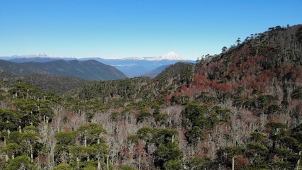 Lanin volcano dominating araucaria forest in conguillio national park