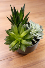 plante verte