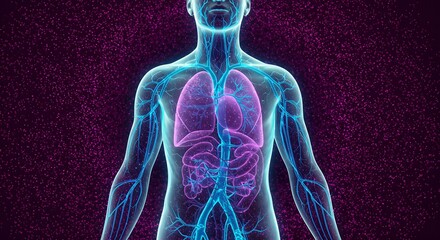 Medical illustration of human anatomy showing the circulatory system and internal organs like the lungs and intestines.