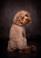 Brown poodle posing for portrait photo on black background with big brown eyes and fluffy tail