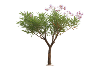Oleander in Full Bloom: A vibrant, healthy oleander tree, showcasing lush green leaves and delicate pink flowers, radiates vitality and beauty, presenting nature's artistry in a simple.