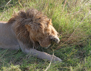 Closeup of a Lion washing, Masai Mara Kenya Africa

