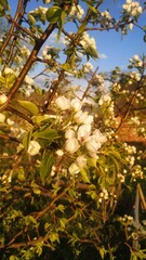 nature and its flowers