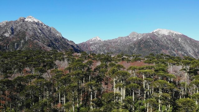 Majestic araucaria forest and snowy mountains in nahuel huapi national park