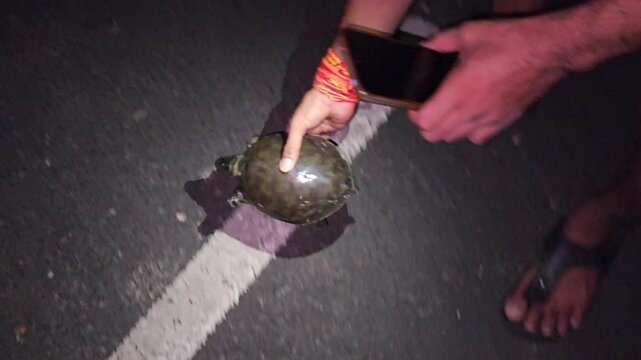 Nighttime footage of a person safely rescuing and releasing an Indian Flapshell Turtle Lissemys punctata into natural vegetation in rural India. Illuminated by flashlight, the clip highlights wildlife