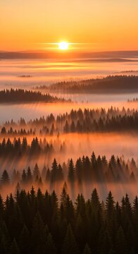 Sunrise over foggy coniferous forest with golden light and dramatic shadows, warm orange and yellow color palette, inspirational poster, wallpaper