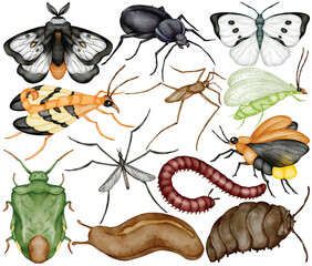 Watercolor insect clip art illustration with butterfly moth ant beetle worm slug fly aphid and bug element in realistic decorative handdrawn nature and entomology design © Je