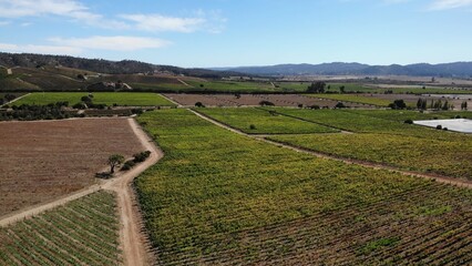 Aerial view of a beautiful vineyard landscape