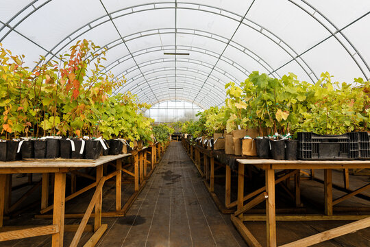 Grape seedlings inside a modern greenhouse, showcasing the early stages of viticulture and protected agriculture