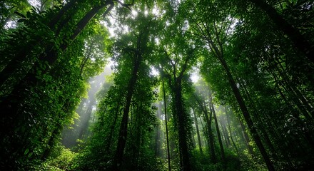 Naklejka premium Majestic Forest Canopy - Upward Perspective of Lush Green Trees, Sunlight Filtering Through.