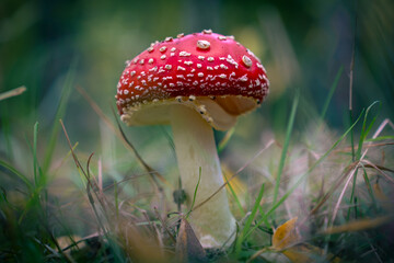 Fly Agaric Mushroom on Forest Floor
