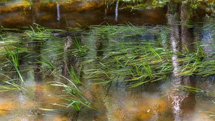 Fototapete Rund Wald Fluss river in the forest  © Andrey