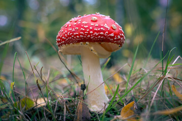 Fly Agaric Mushroom on Forest Floor