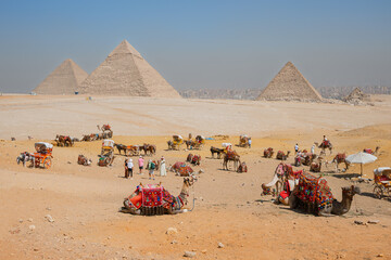 Camels and horses in the desert with the Pyramids of Giza behind, including the Great Pyramid...