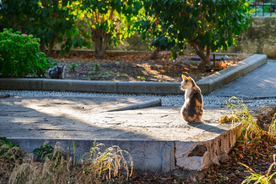 A stray calico cat sits in the sun as another relaxes behind in the medieval old town of Rhodes, Greece.