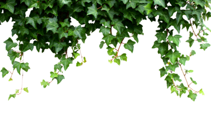 Border frame arrangement of green ivy plants vines with lush leaves hanging down isolated on transparent background