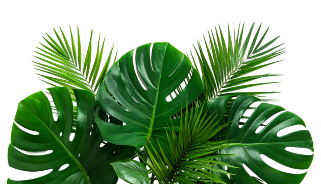 Lush, vibrant, green tropical leaves against a black background, creating a natural aesthetic