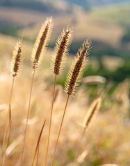 Fototapeta premium Close-up of dried grass seed heads with fine hairs swaying in soft wind on a summer hillside