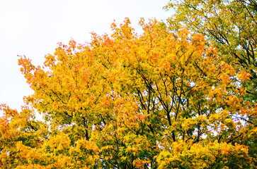 Bright yellow and orange maple leaves frame the dark trunk of an autumn tree.