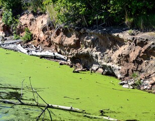Natural algal bloom in shallow freshwater lake with green surface scum under summer sun
