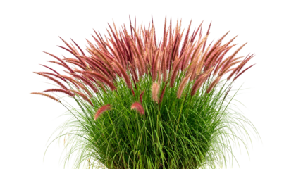 Lush tufted grass with pink plumes against a transparent backdrop
