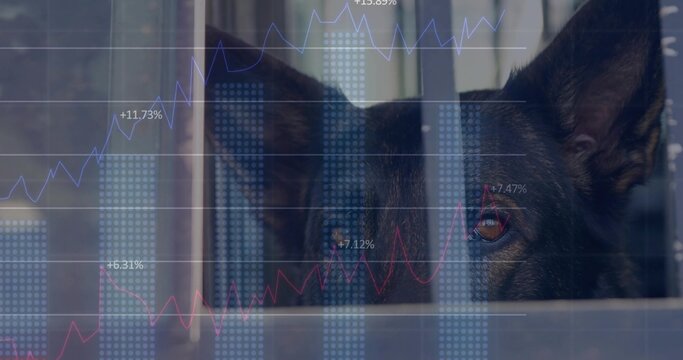 Staring dark-coated dog peering through metal bars inside kennel, with financial overlay graphics - Powered by Adobe