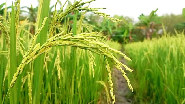 Green rice field nature rice field