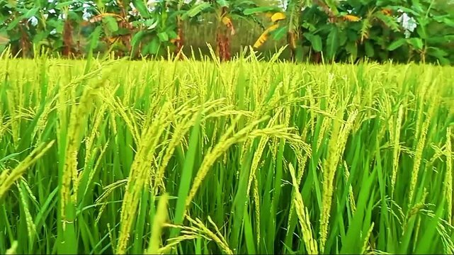 Green rice field nature rice field