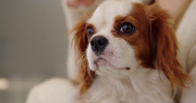 Cavalier King Charles Spaniel sitting on owners lap