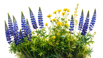 A cluster of vibrant blue lupines and yellow wildflowers against a dark backdrop