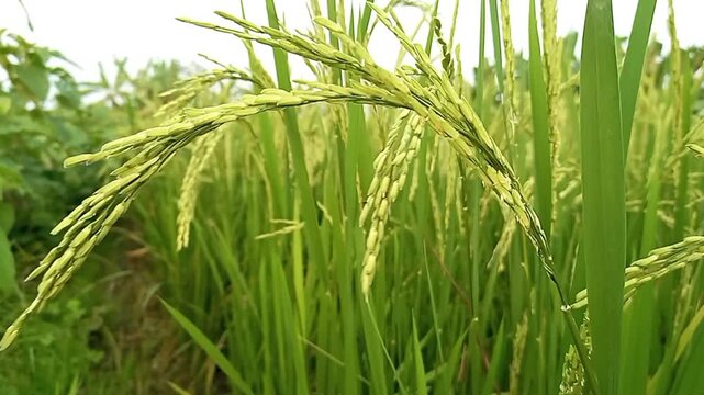 Green rice field nature rice field