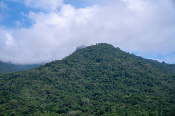 Two trees stand alone atop a lush, green mountain peak in Ilhabela, Brazil, set against a dramatic cloudy sky, highlighting the serene and striking natural landscape