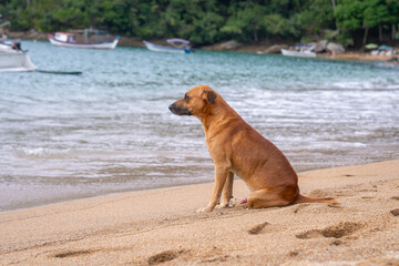 A picturesque scene of a brown dog patiently waits for its master while sitting on the beach in Ilhabela, Brazil