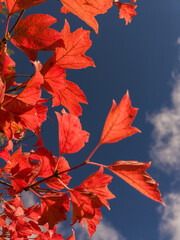A bunch of red leaves against a blue sky with clouds