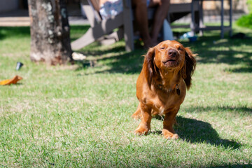 A cute, young mix breed docker puppy barks on the grass