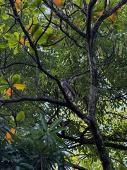 colombian hawk