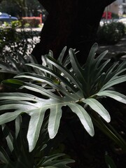 tropical flower in the garden