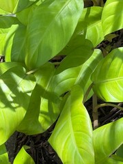 green leaves in the garden