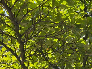 green leaves background