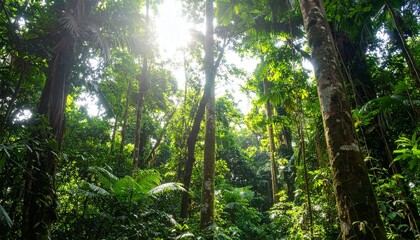 Obraz premium Dense tropical rainforest with tall green trees and sunlight shining through lush foliage in the morning creating serene natural atmosphere