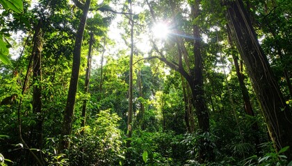 Dense tropical rainforest with tall green trees and sunlight shining through lush foliage in the morning creating serene natural atmosphere