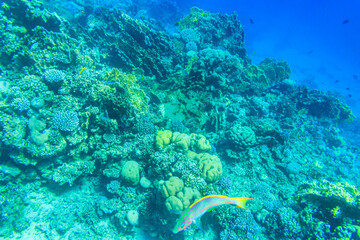 Fototapeta premium Different tropical fish at coral reef in the Red sea in Blue lagoon, Sinai peninsula in Egypt