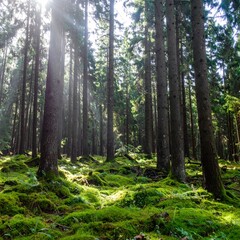 Obraz premium Enchanted mystical forest with tall trees covered in green moss and magical light rays creating mysterious fantasy atmosphere in natural landscape