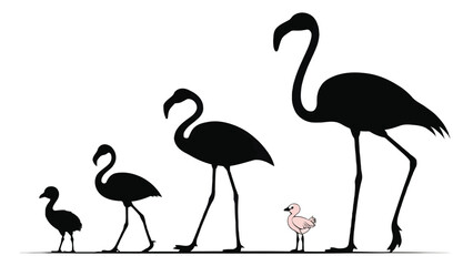 Fototapeta premium Flamingo Growth Stages Silhouette vector showing
