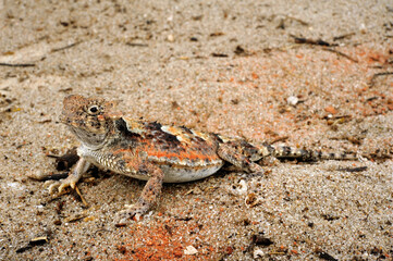 Desert horned lizard // Wüsten-Krötenechse (Phrynosoma platyrhinos) 