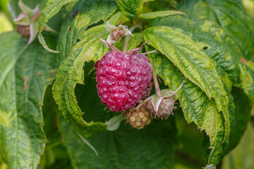 duża słodka czerwona malina na krzewie © Henryk Niestrój
