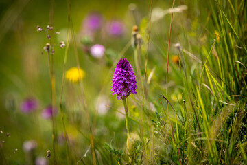 A pretty pyramidal orchid in bloom in the South Downs, with a shallow depth of field