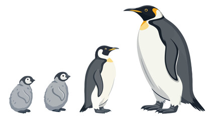 Fototapeta premium Penguin Family Growth Stages vector