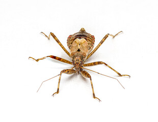 insekt zażartka drzewna (himacerus apterus) © Henryk Niestrój